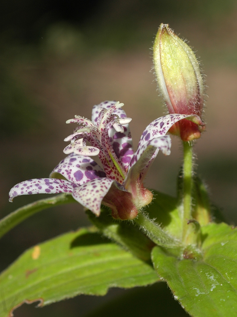 Image of Tricyrtis hirta specimen.