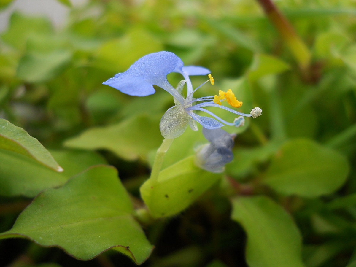 Изображение особи Commelina communis.