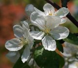 Malus domestica. Цветки. Московская обл., Раменский р-н, окр. дер. Хрипань, садовый участок. 16.05.2012.