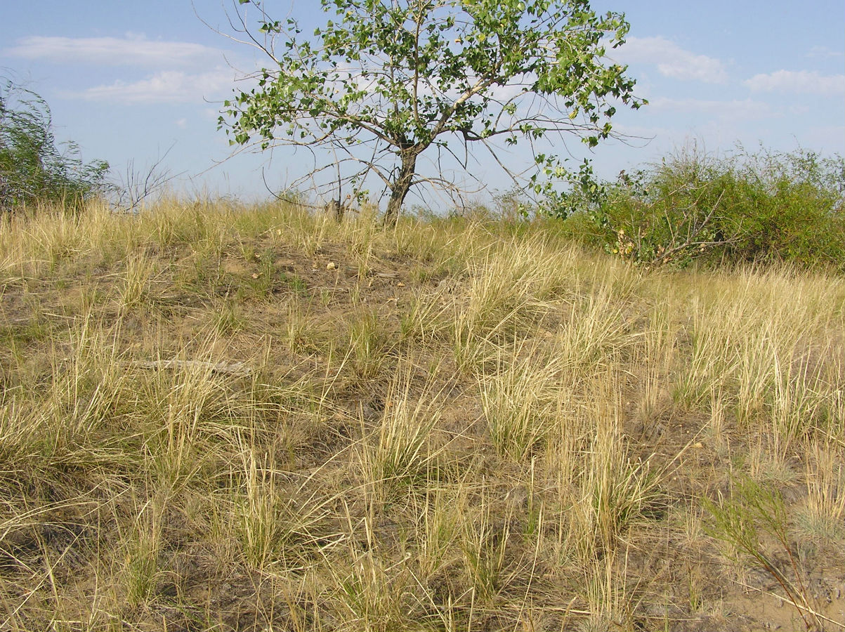 Изображение особи род Stipa.