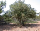 Quercus calliprinos. Взрослое дерево. Israel, Mount Carmel. 07.09.2008.