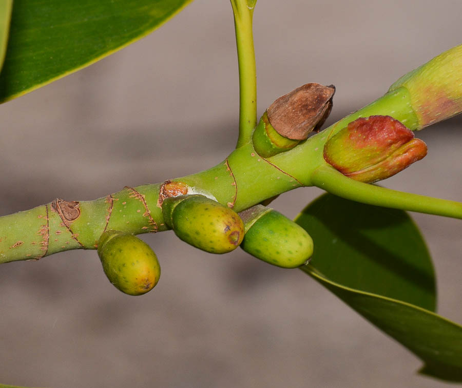 Image of Ficus elastica specimen.