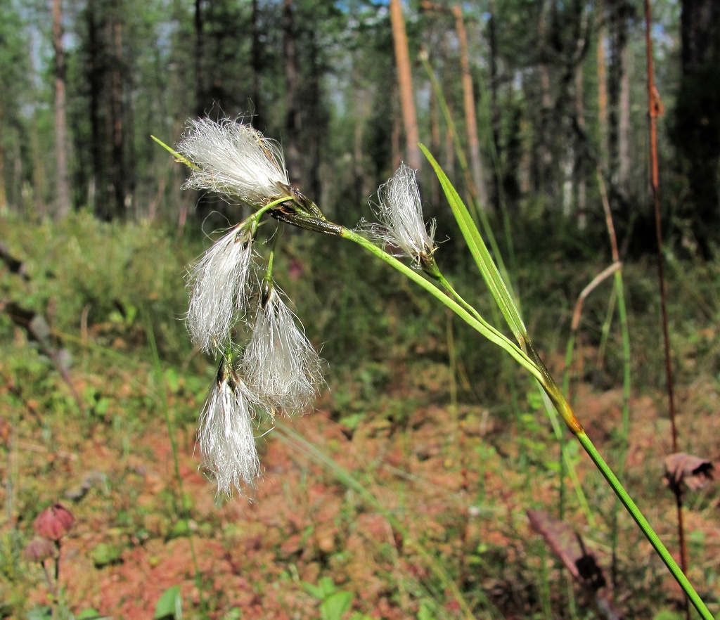 Image of Eriophorum angustifolium specimen.