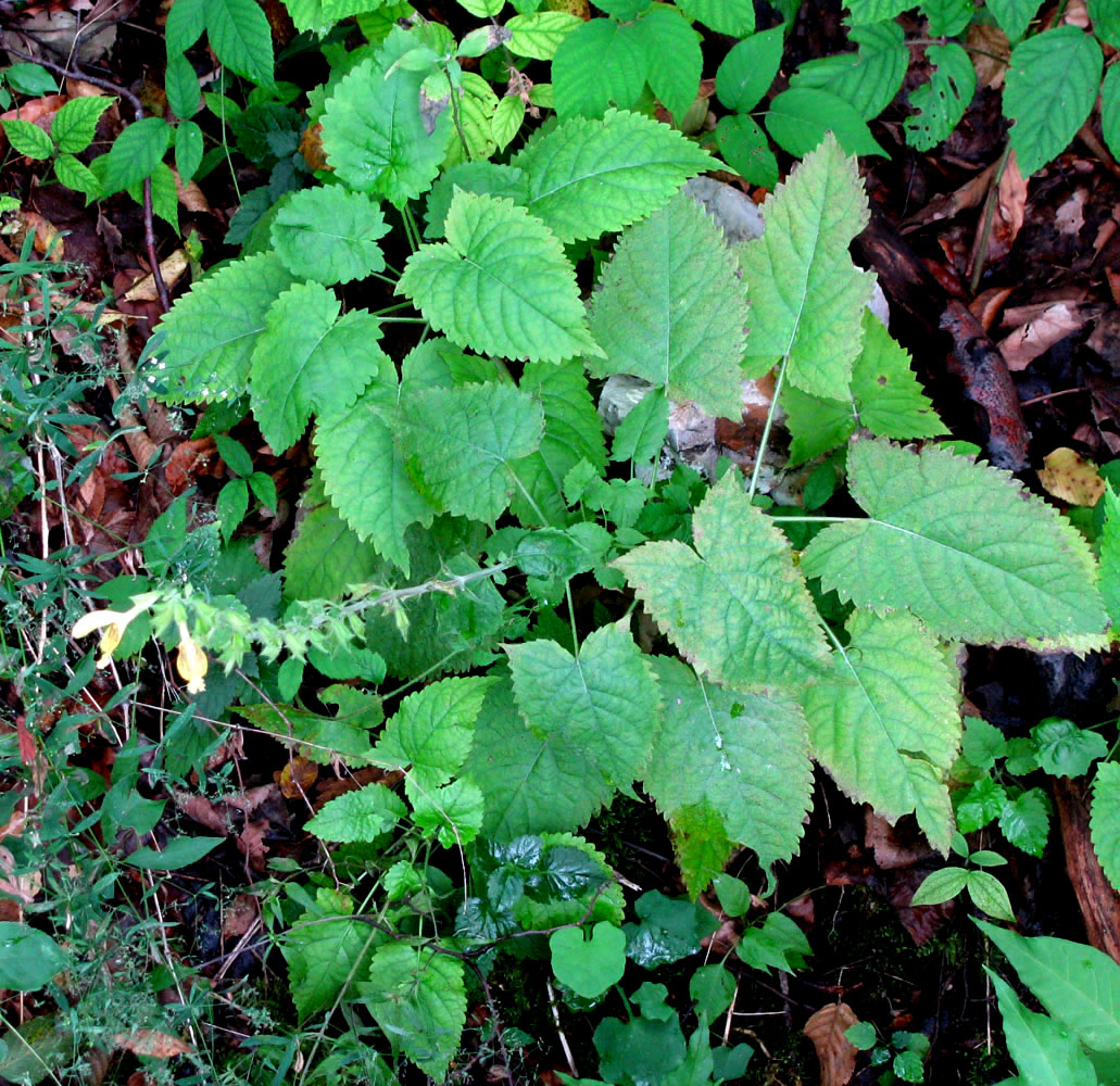 Изображение особи Salvia glutinosa.