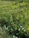 Heracleum sibiricum