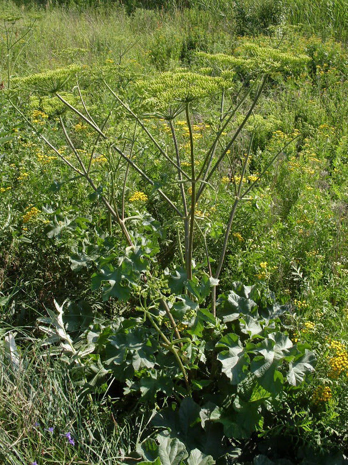 Image of Heracleum sibiricum specimen.