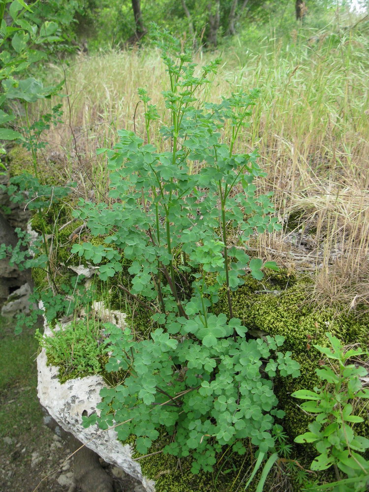 Image of Thalictrum minus specimen.