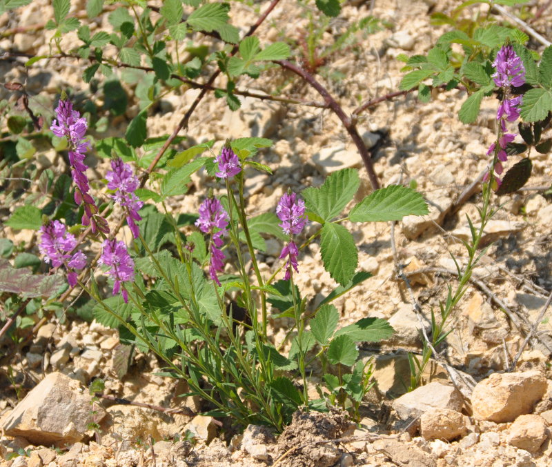 Изображение особи род Polygala.