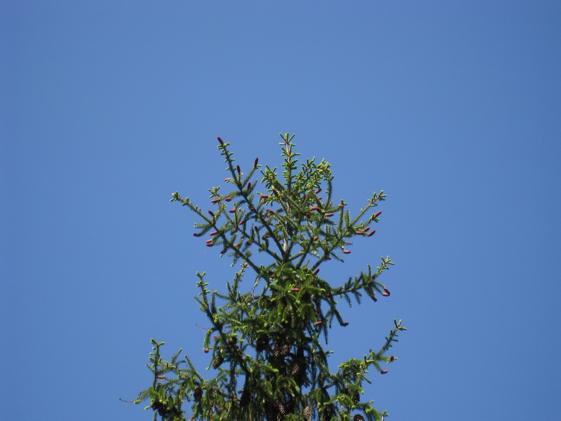 Image of Picea abies specimen.