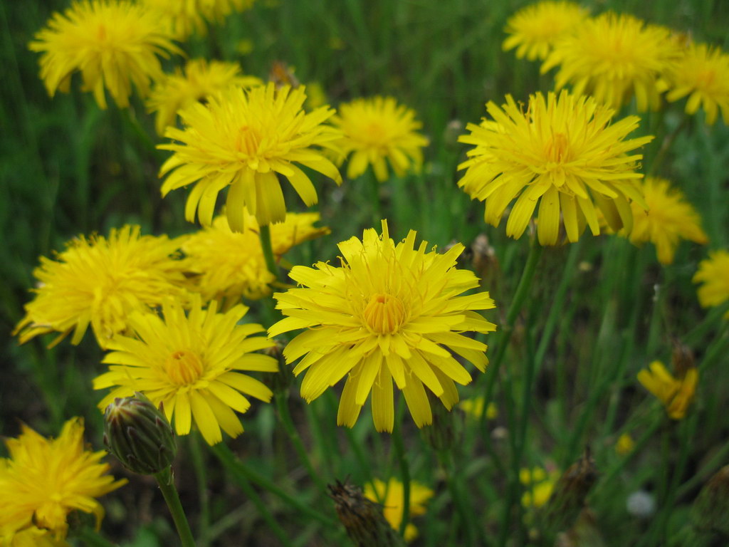 Image of Hypochaeris radicata specimen.