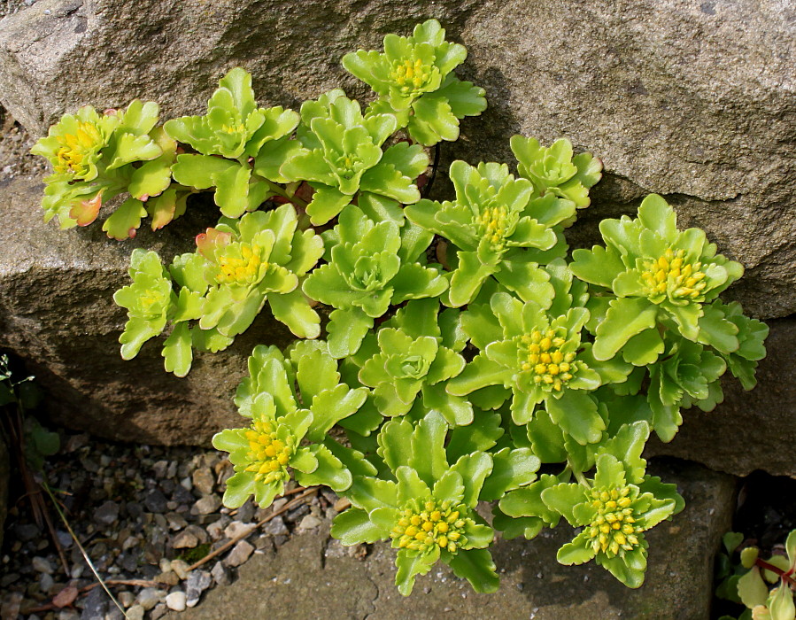 Image of genus Sedum specimen.