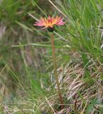 Taraxacum porphyranthum