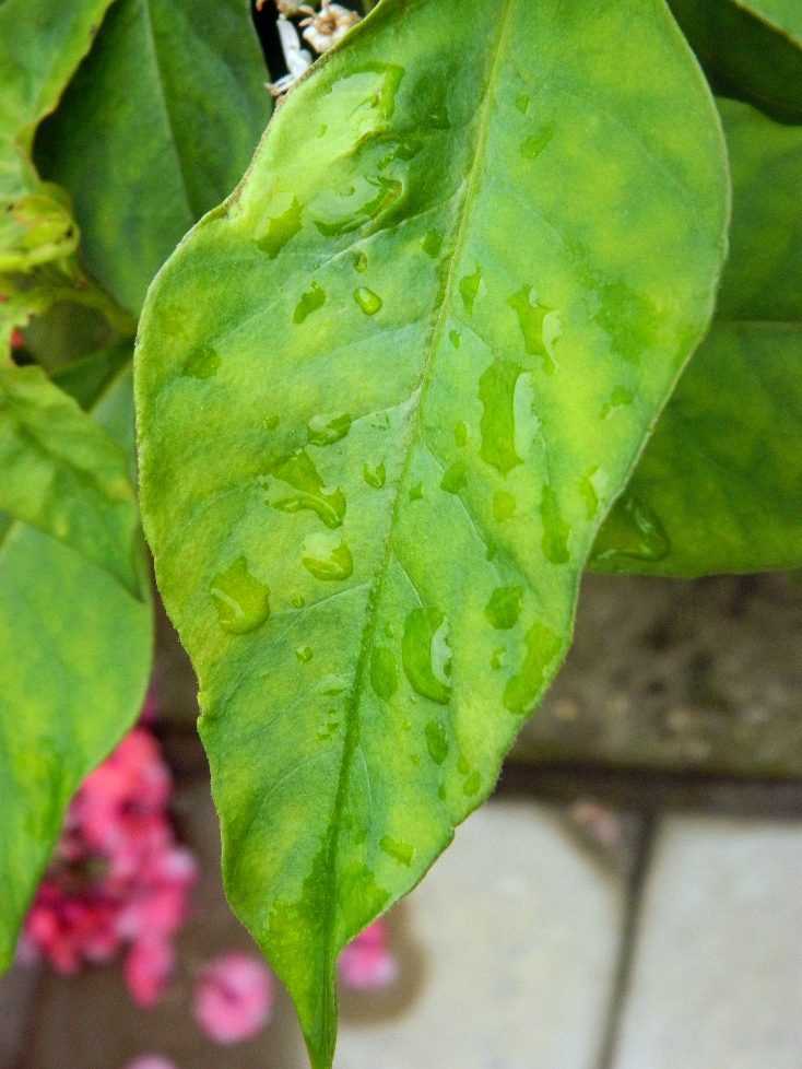 Image of Lysimachia clethroides specimen.