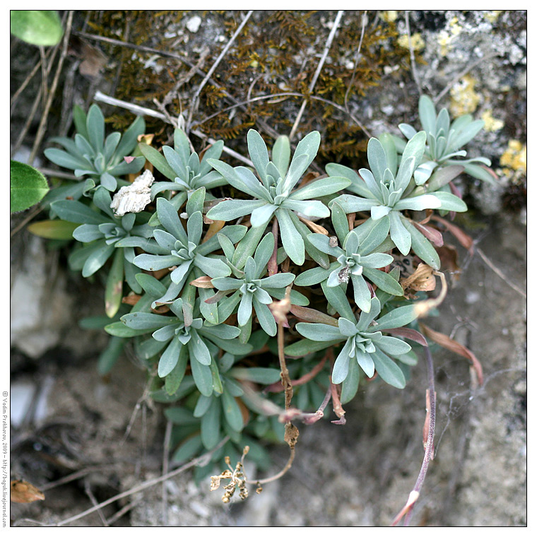 Image of Schivereckia podolica specimen.