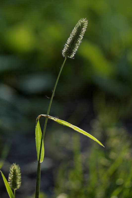 Image of Phleum pratense specimen.