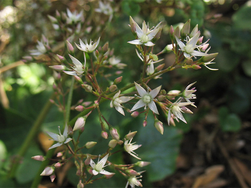 Image of Crassula multicava specimen.