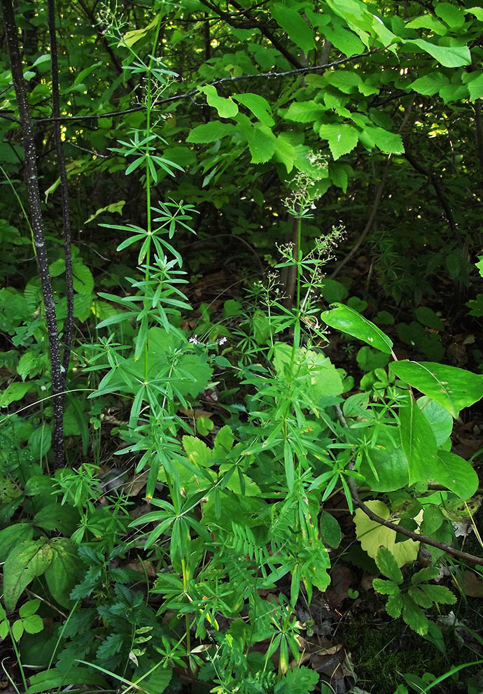 Image of Galium polonicum specimen.