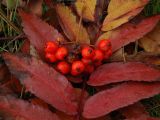 Sorbus sibirica. Оборванное зрелое соплодие на фоне листа в осенней окраске. Камчатский край, Елизовский р-н, окр. г. Петропавловск-Камчатский, подлесок каменноберезника. 16.10.2010.