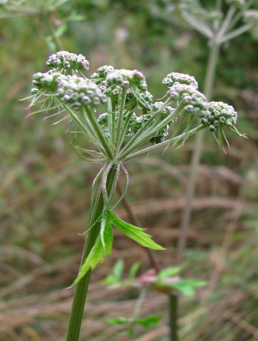 Image of Angelica sylvestris specimen.