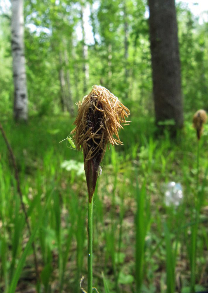 Image of Carex pilosa specimen.