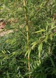 Phyllostachys viridi-glaucescens. Средняя часть растения. Германия, г. Дюссельдорф, Ботанический сад университета. 10.03.2014.