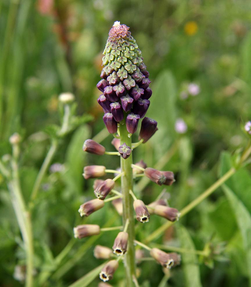 Изображение особи Leopoldia comosa.