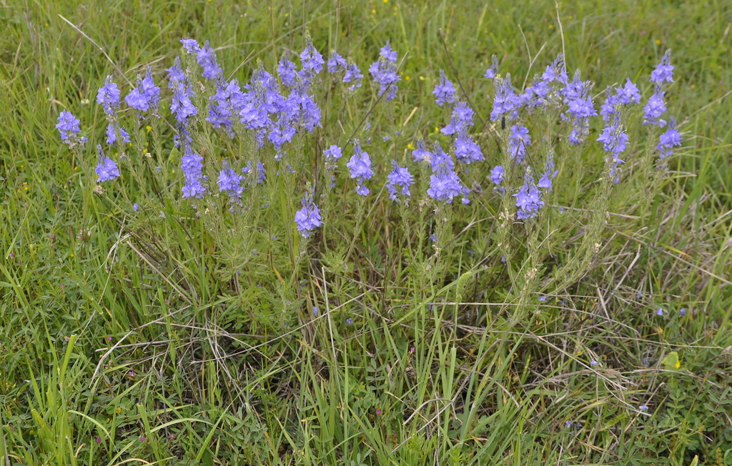 Image of Veronica jacquinii specimen.