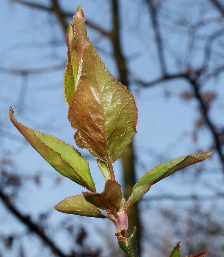 Image of Prunus mume specimen.