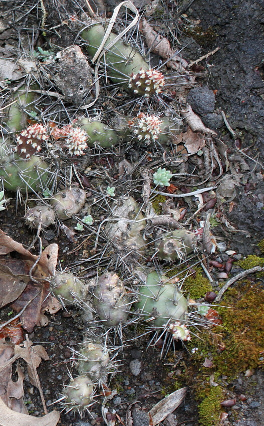 Изображение особи Opuntia rutila.