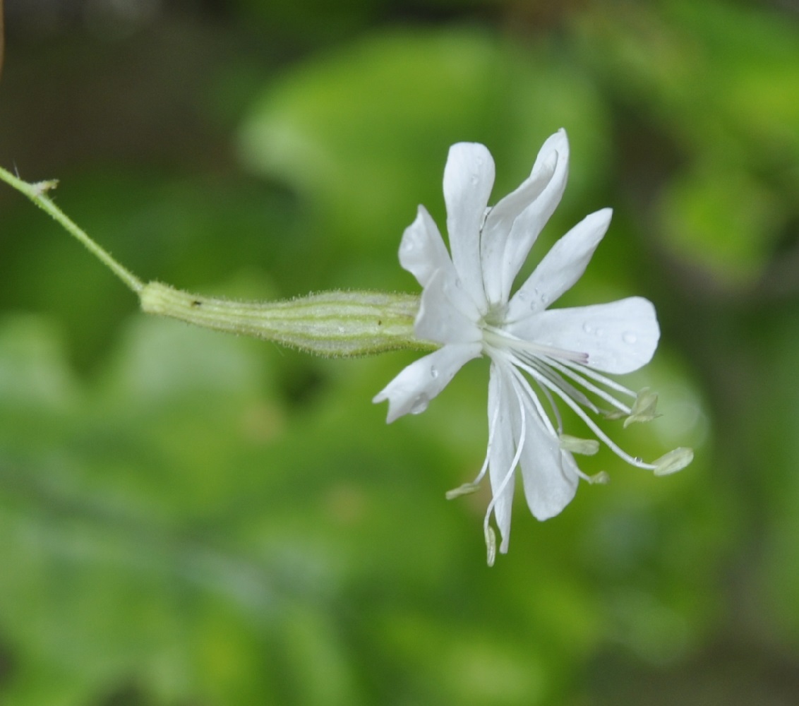 Image of Silene italica specimen.