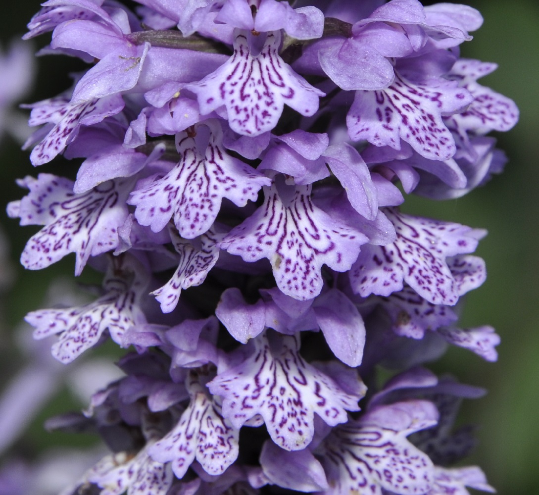 Изображение особи Dactylorhiza saccifera.