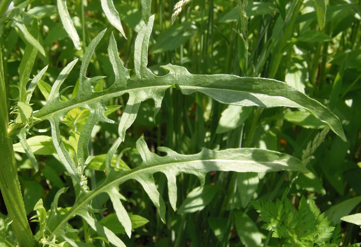 Изображение особи Crepis biennis.