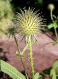 Смотреть изображение Dipsacus strigosus