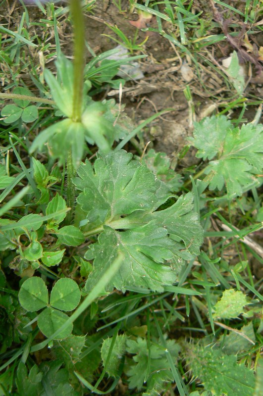 Image of Pulsatilloides obtusiloba specimen.