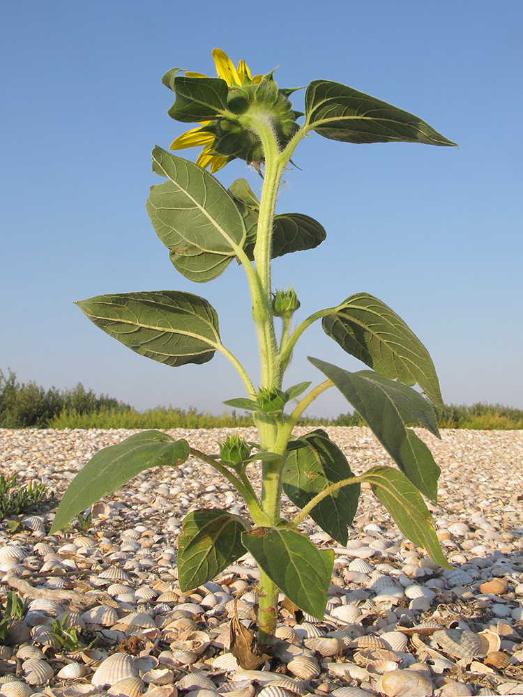 Изображение особи Helianthus annuus.