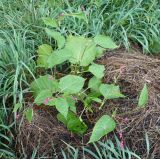 Persicaria orientalis