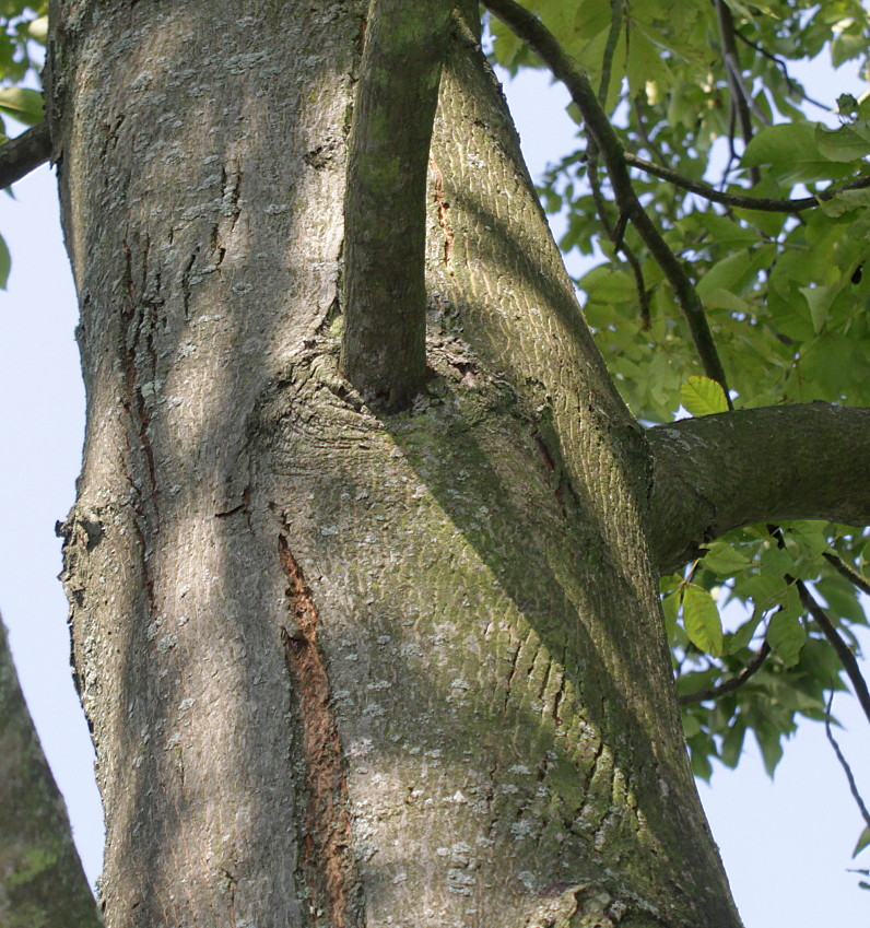 Image of Carya ovata specimen.