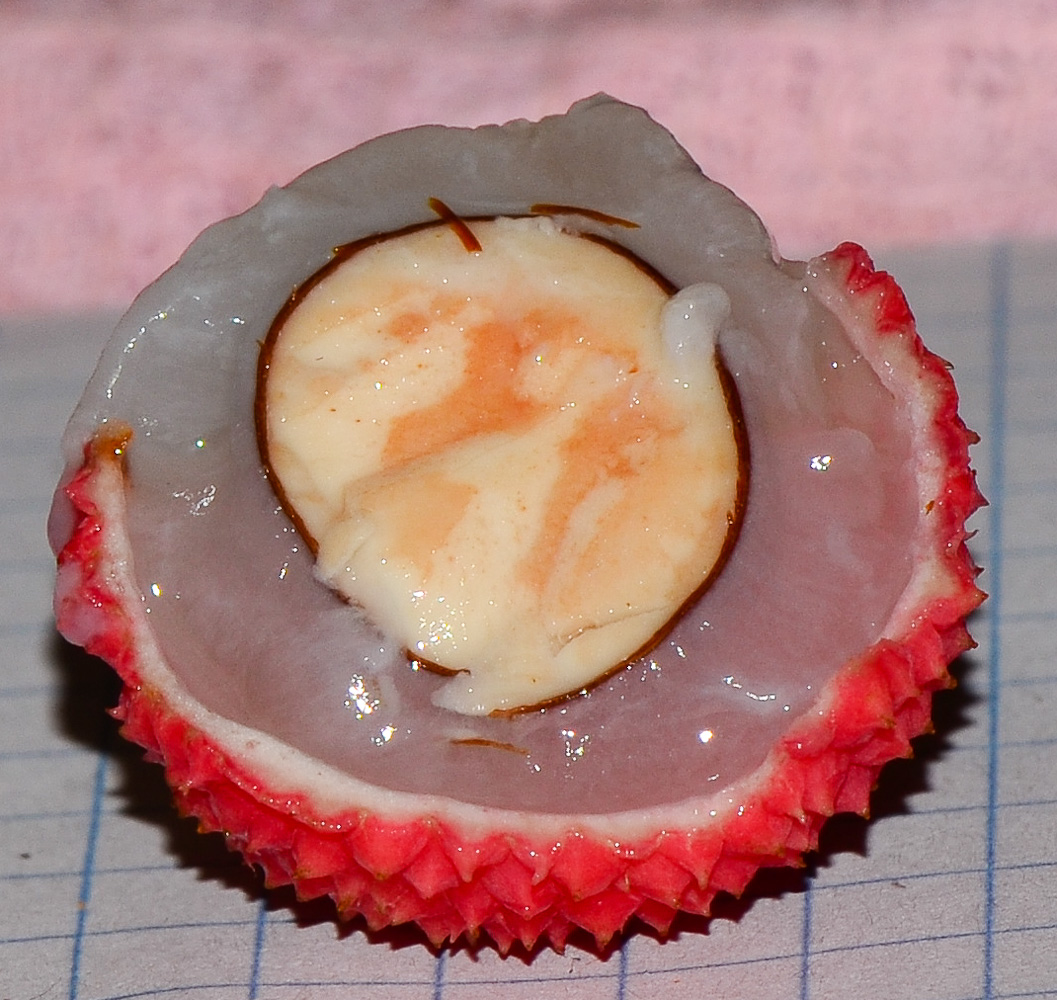 Image of Litchi chinensis specimen.