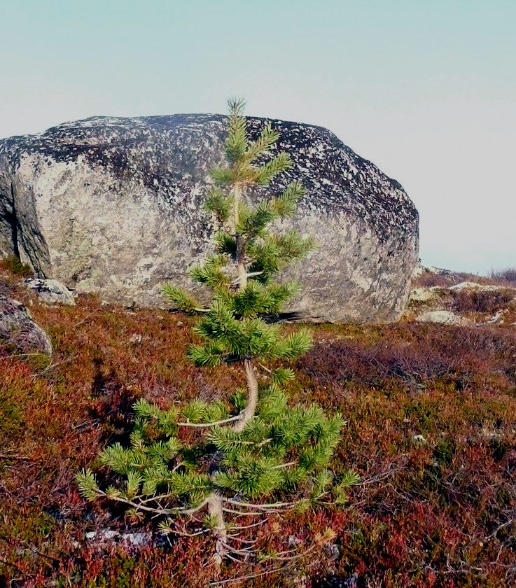 Image of Pinus friesiana specimen.