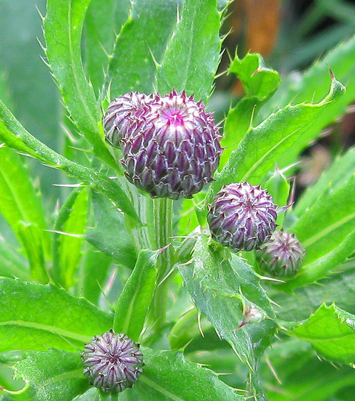 Изображение особи Cirsium arvense.