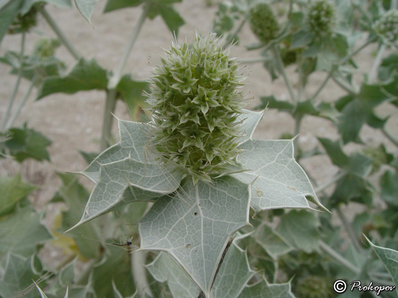 Изображение особи Eryngium maritimum.