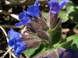 Pulmonaria mollis