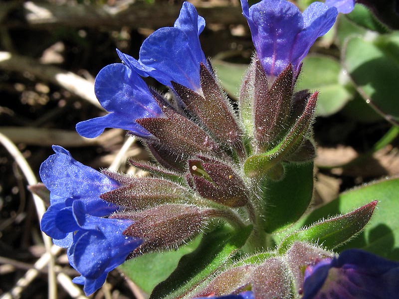 Изображение особи Pulmonaria mollis.