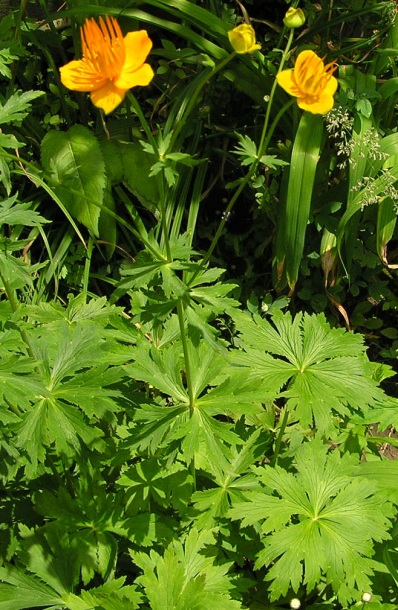 Image of Trollius macropetalus specimen.