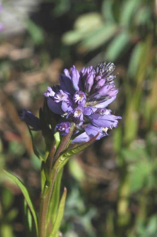 Image of Polygala comosa specimen.