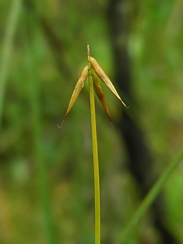 Image of Carex pauciflora specimen.