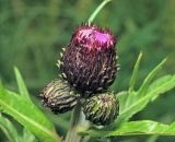 Cirsium heterophyllum