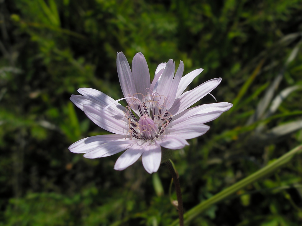 Image of Scorzonera purpurea specimen.