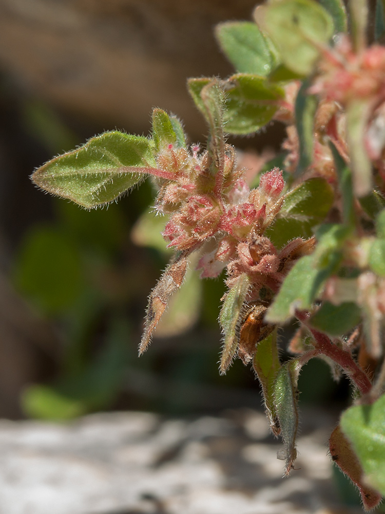 Image of genus Parietaria specimen.