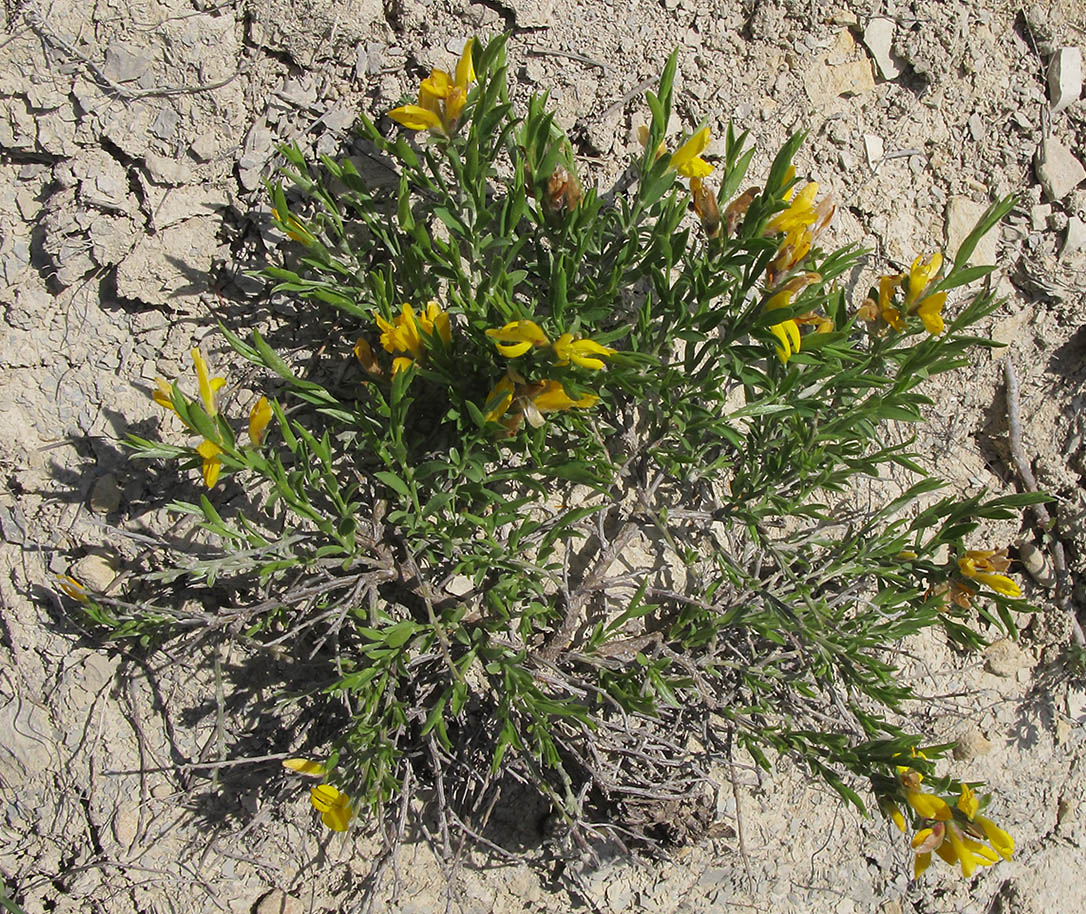 Image of Genista juzepczukii specimen.